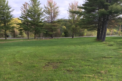 A color photo of a grassy lawn with some trees in the background